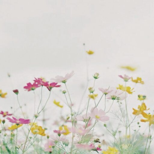 kamomeのゆる美活